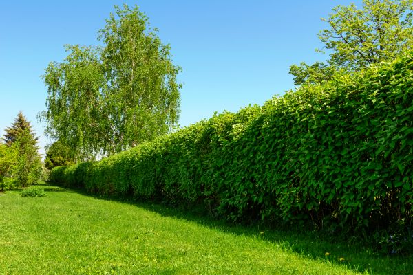 Hedge Replacement in Prescott Valley