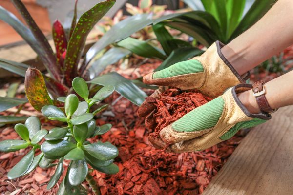 Cedar Mulch Installation in Prescott Valley