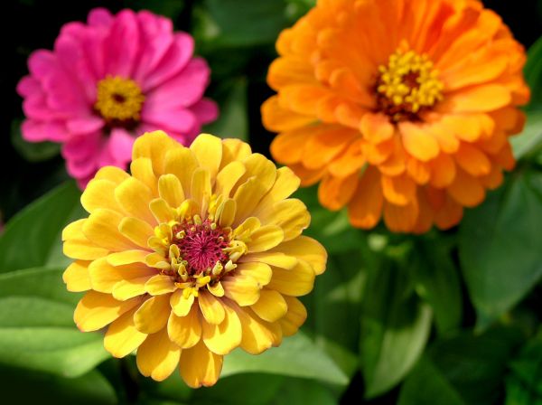 Zinnia Planting in Prescott Valley