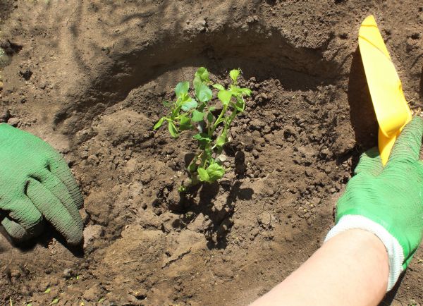 Rose Bush Planting in Prescott Valley
