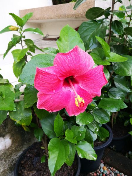 Hibiscus Planting in Prescott Valley