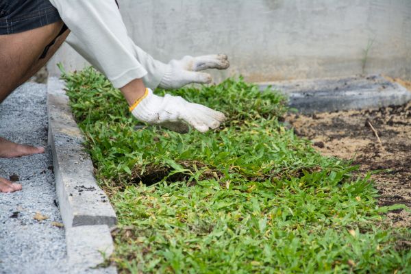 Ground Cover Planting in Prescott Valley