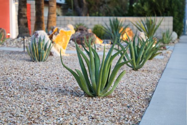 Drought Resistant Landscaping in Prescott Valley