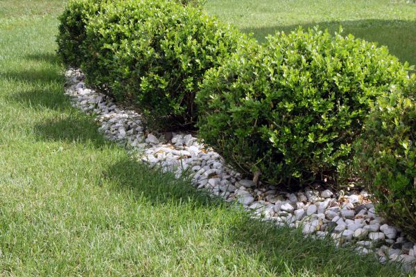Boxwood Planting in Prescott Valley