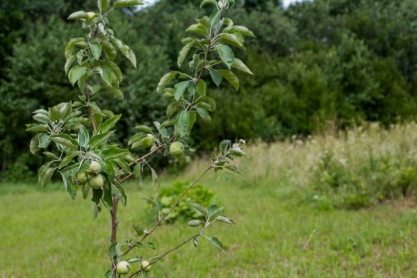 Apple Tree Planting in Prescott Valley
