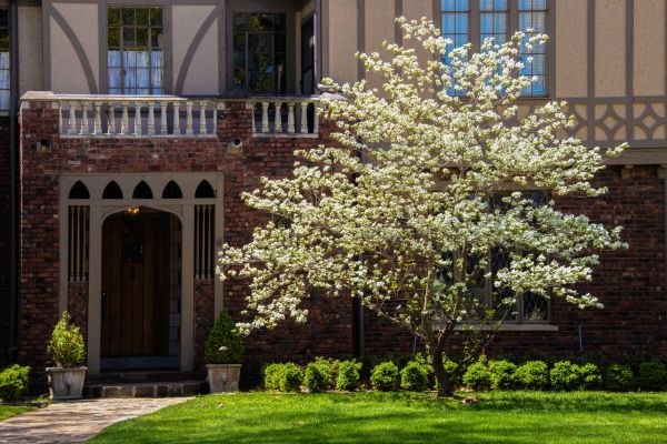 Dogwood Tree Planting in Prescott Valley